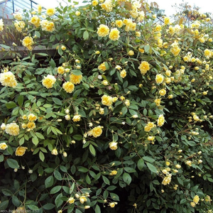 Желтая - Лазающая плетистая роза (клаймбер) 